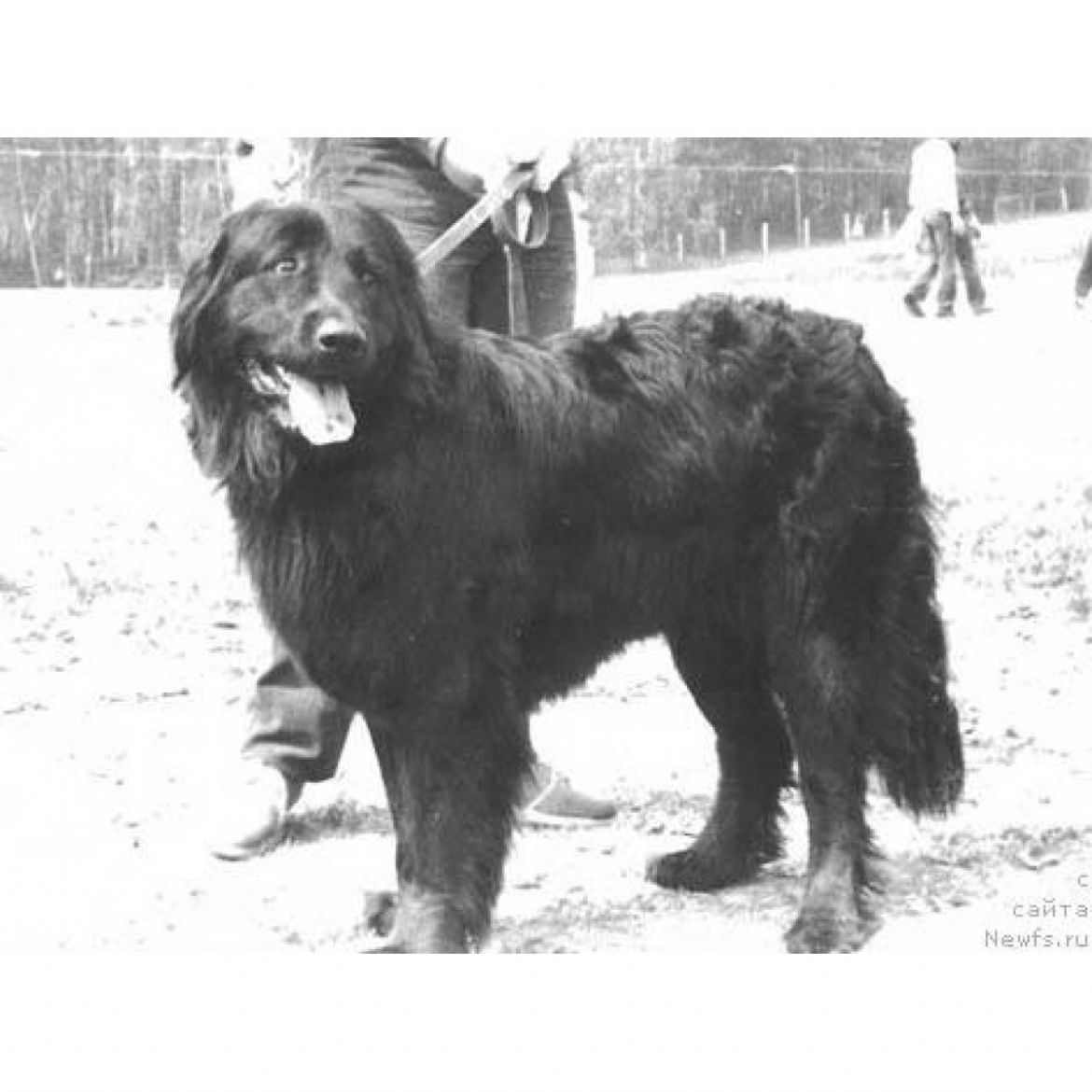 T Lajma Skisan (23-01-1985)